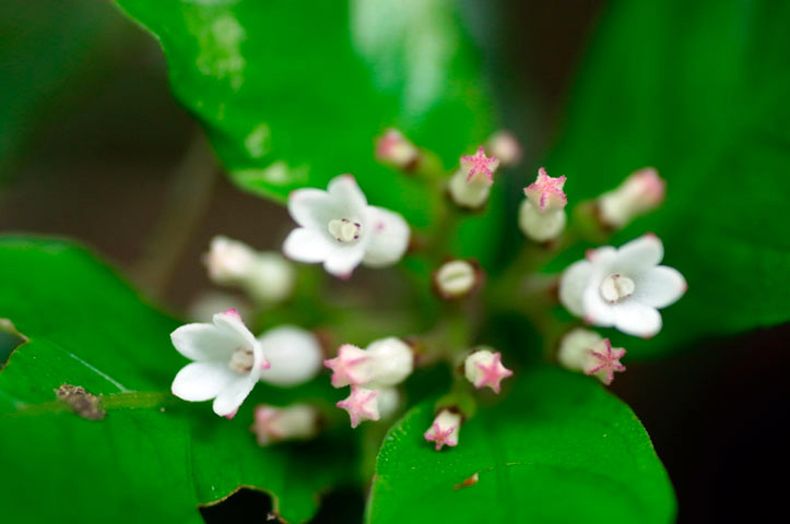 チャボイナモリ