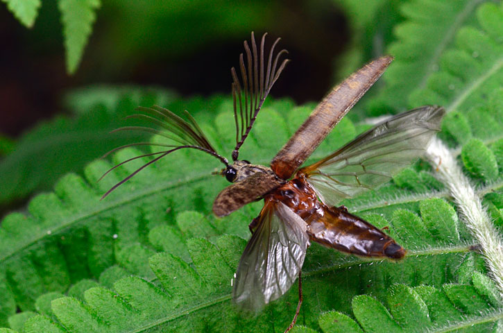 アマミヒゲコメツキ雄