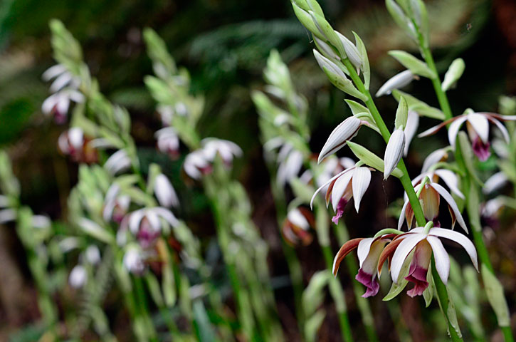 カクチョウラン