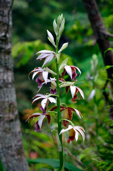 カクチョウラン