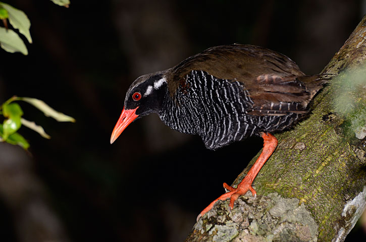 ヤンバルクイナ