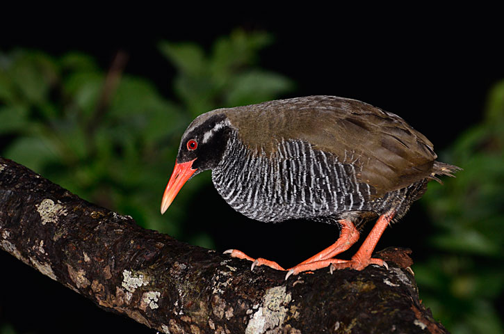 ヤンバルクイナ