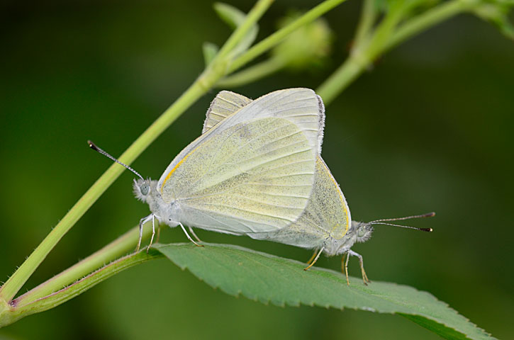 モンシロチョウ交尾ペア