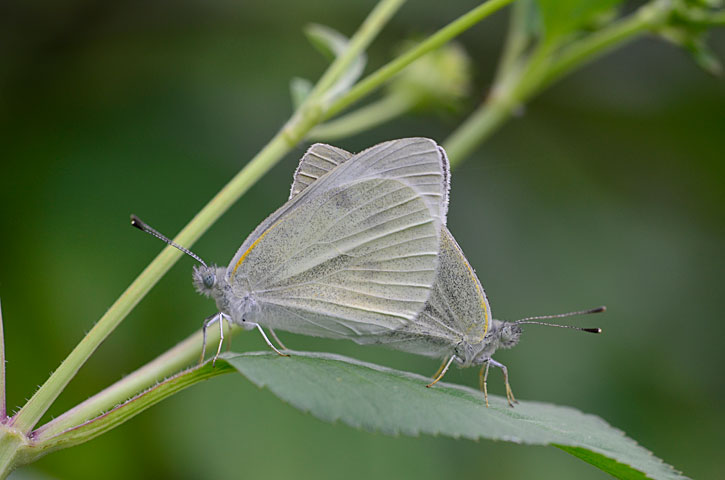 モンシロチョウ交尾ペア
