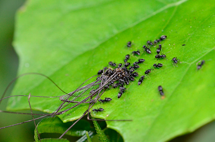 アシジロヒラフシアリ