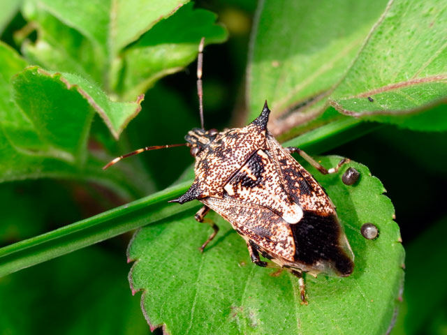 キシモフリクチブトカメムシ