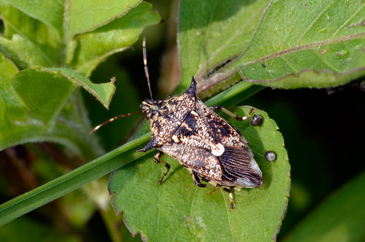 キシモフリクチブトカメムシ