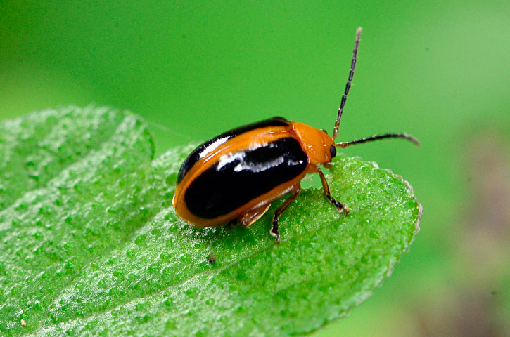 キベリヒラタノミハムシ