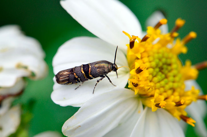 ニシキヒロハマキモドキ