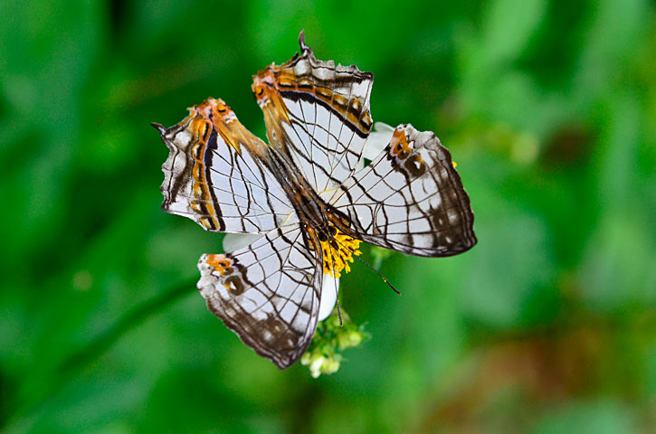 イシガケチョウ