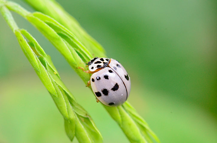 ハイイロテントウ