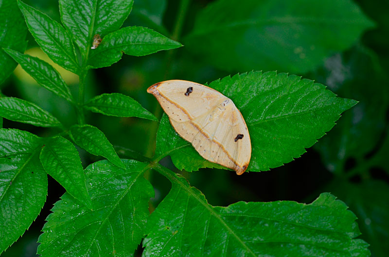 クロモンカギバ