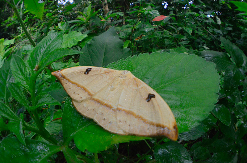 クロモンカギバ