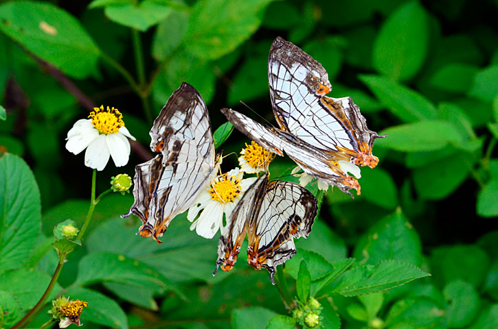 イシガケチョウ