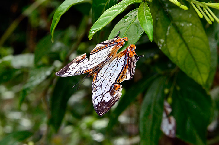 イシガケチョウ