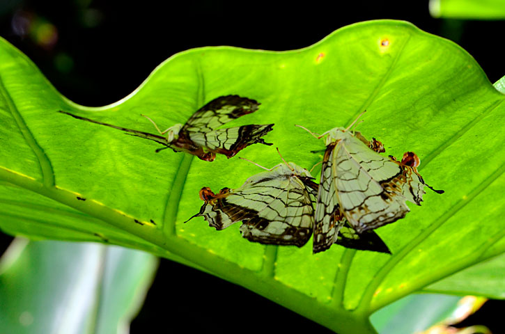 イシガケチョウ