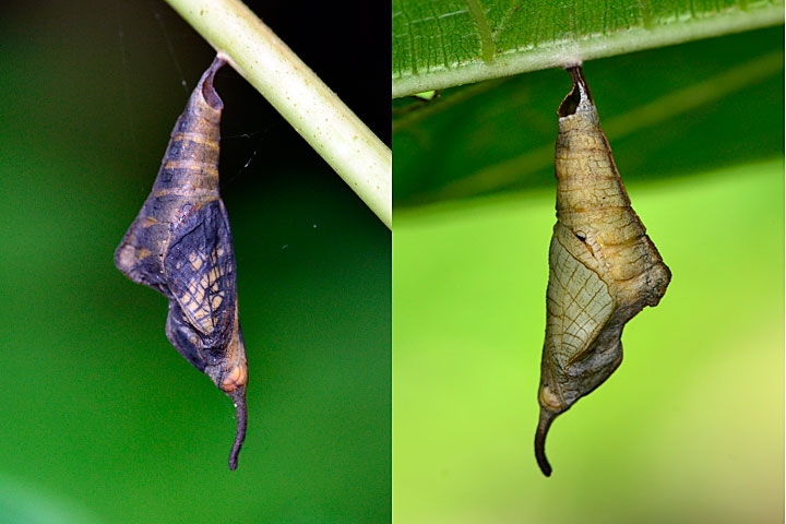 イシガケチョウ蛹