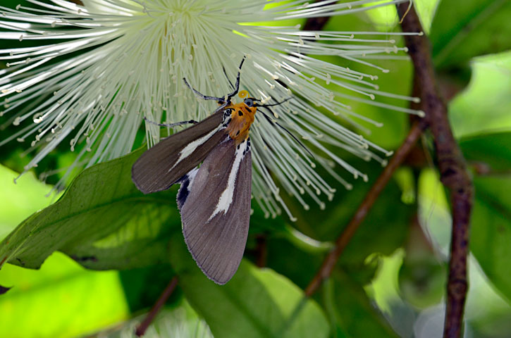 シロスジヒトリモドキ