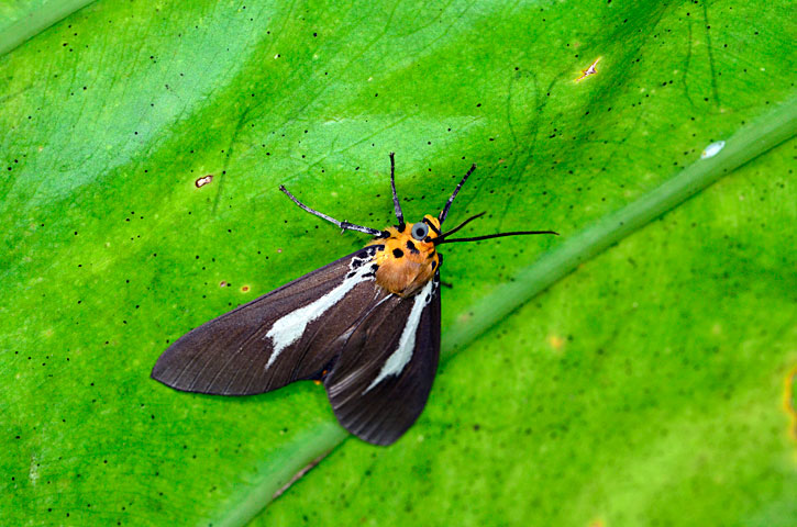 シロスジヒトリモドキ