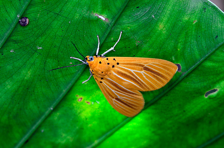 キイロヒトリモドキ