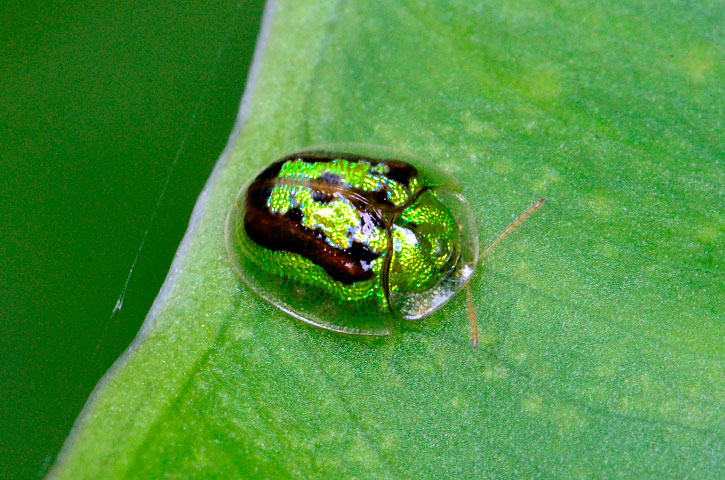 タテスジヒメジンガサハムシ