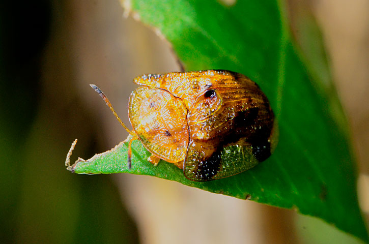 ヨツモンカメノコハムシ