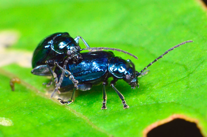 カミナリハムシ