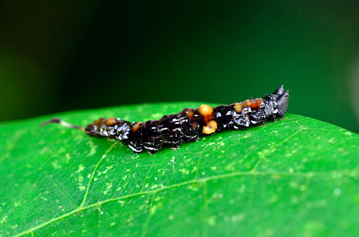 クロモンカギバ