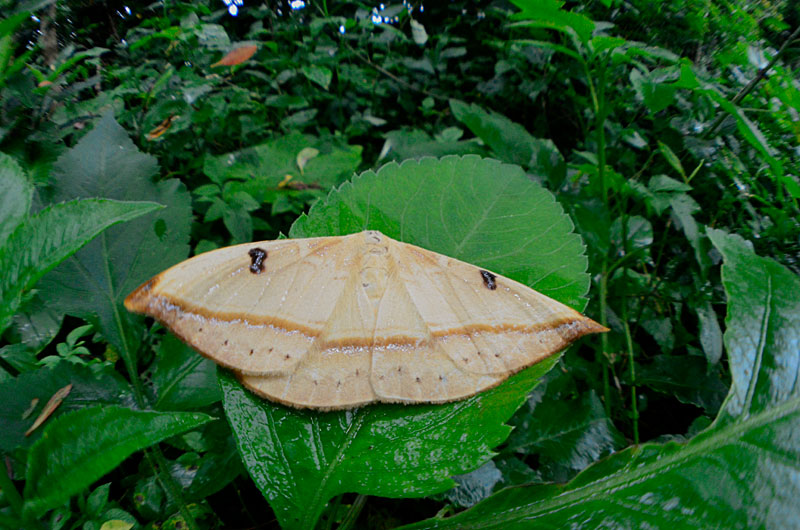 クロモンカギバ幼虫