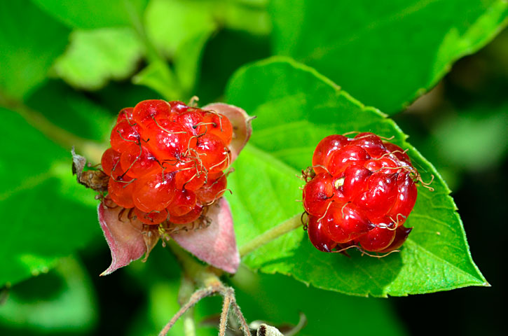 ナワシロイチゴ