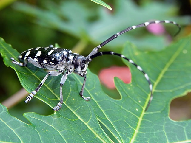 オオシマゴマダラカミキリ