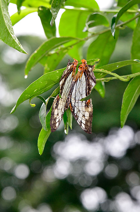 イシガケチョウ