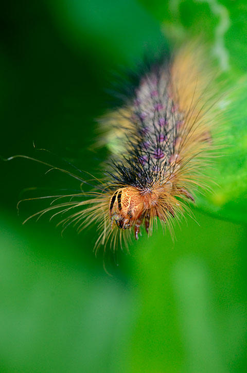 マイマイガの一種