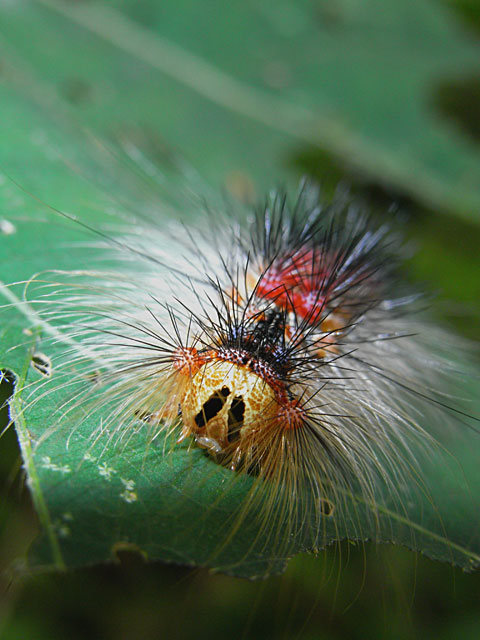 マイマイガの一種(2007年撮影）