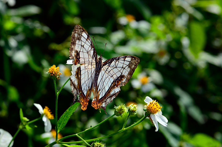 イシガケチョウ