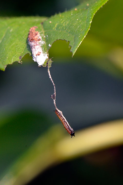 イシガケチョウ1齢幼虫
