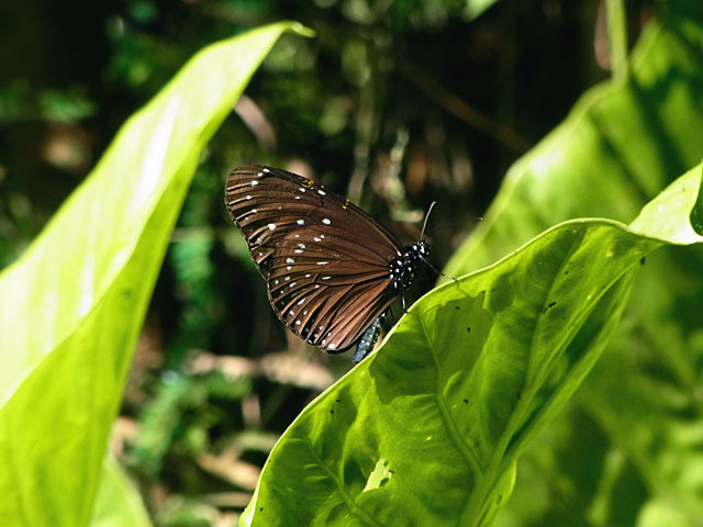 ツマムラサキマダラ雄