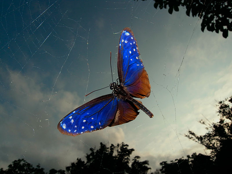 ツマムラサキマダラ雄
