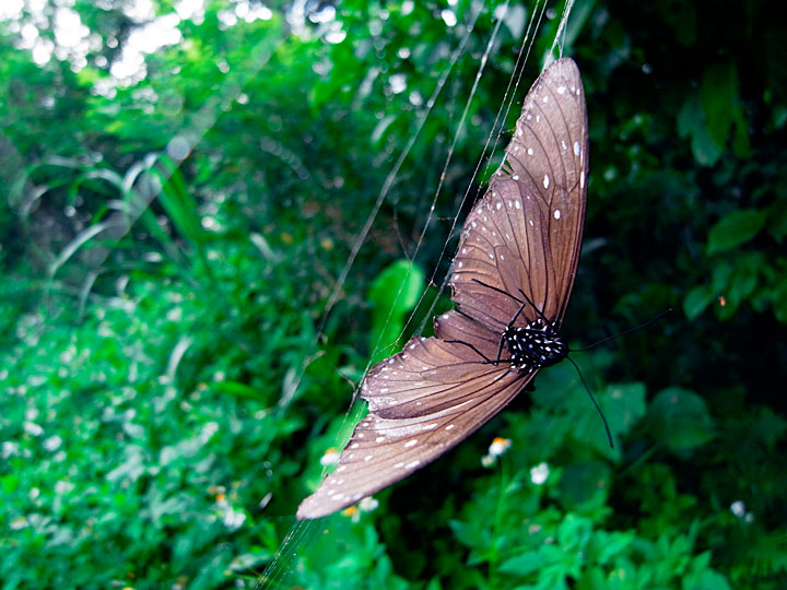 ツマムラサキマダラ雄