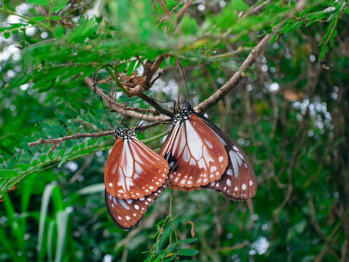 アサギマダラ交尾ペア