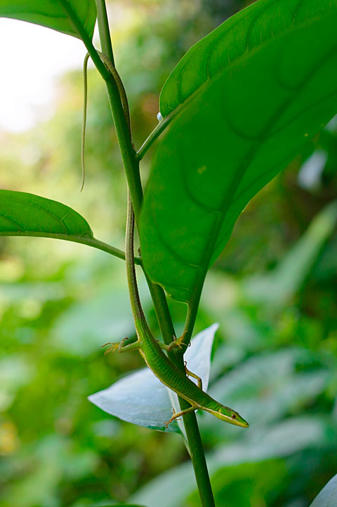 アオカナヘビ雌