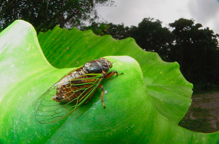 イワサキクサゼミ