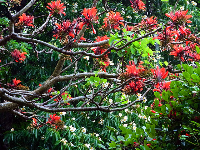 デイゴとイジュ