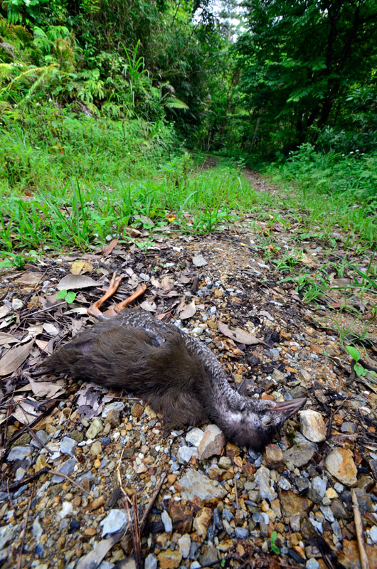 ヤンバルクイナ幼鳥死骸