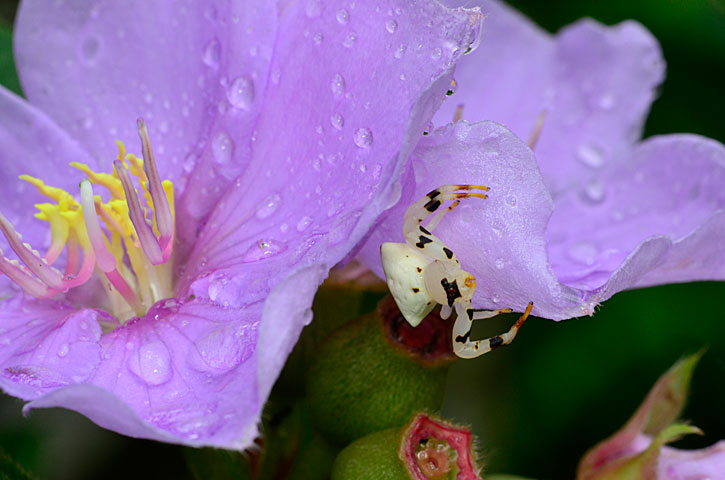 アマミアズチグモ