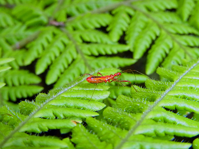 キベリヒゲナガサシガメ幼虫