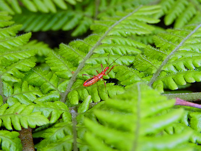 キベリヒゲナガサシガメ幼虫