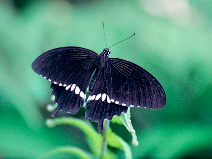 シロオビアゲハ