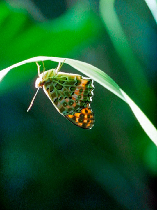 ツマグロヒョウモン