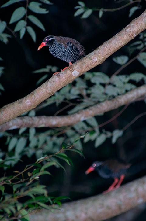 ヤンバルクイナ・ペア